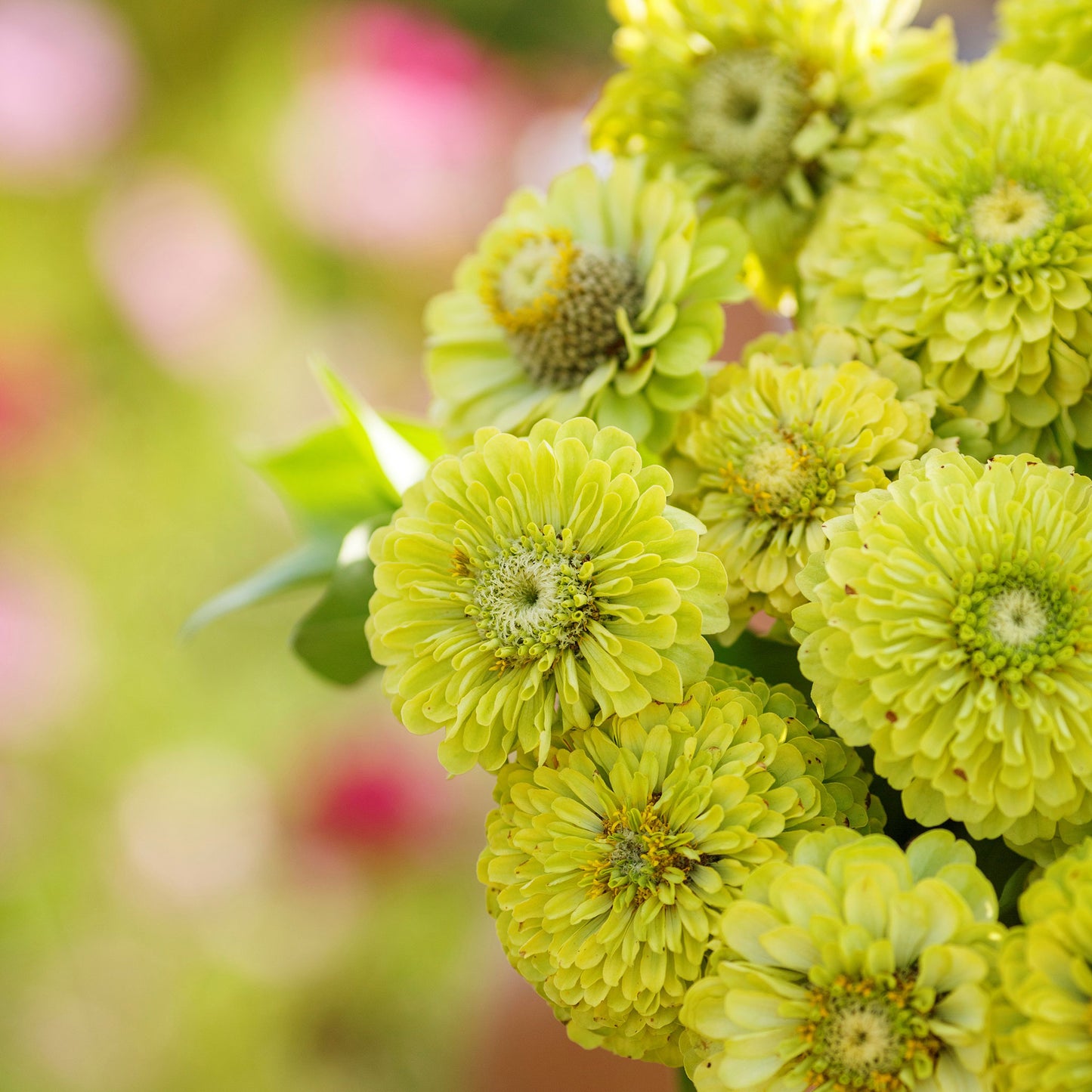 Lime-green zinnia envy flowers with dense petals on a natural garden background