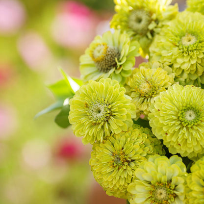 Lime-green zinnia envy flowers with dense petals on a natural garden background