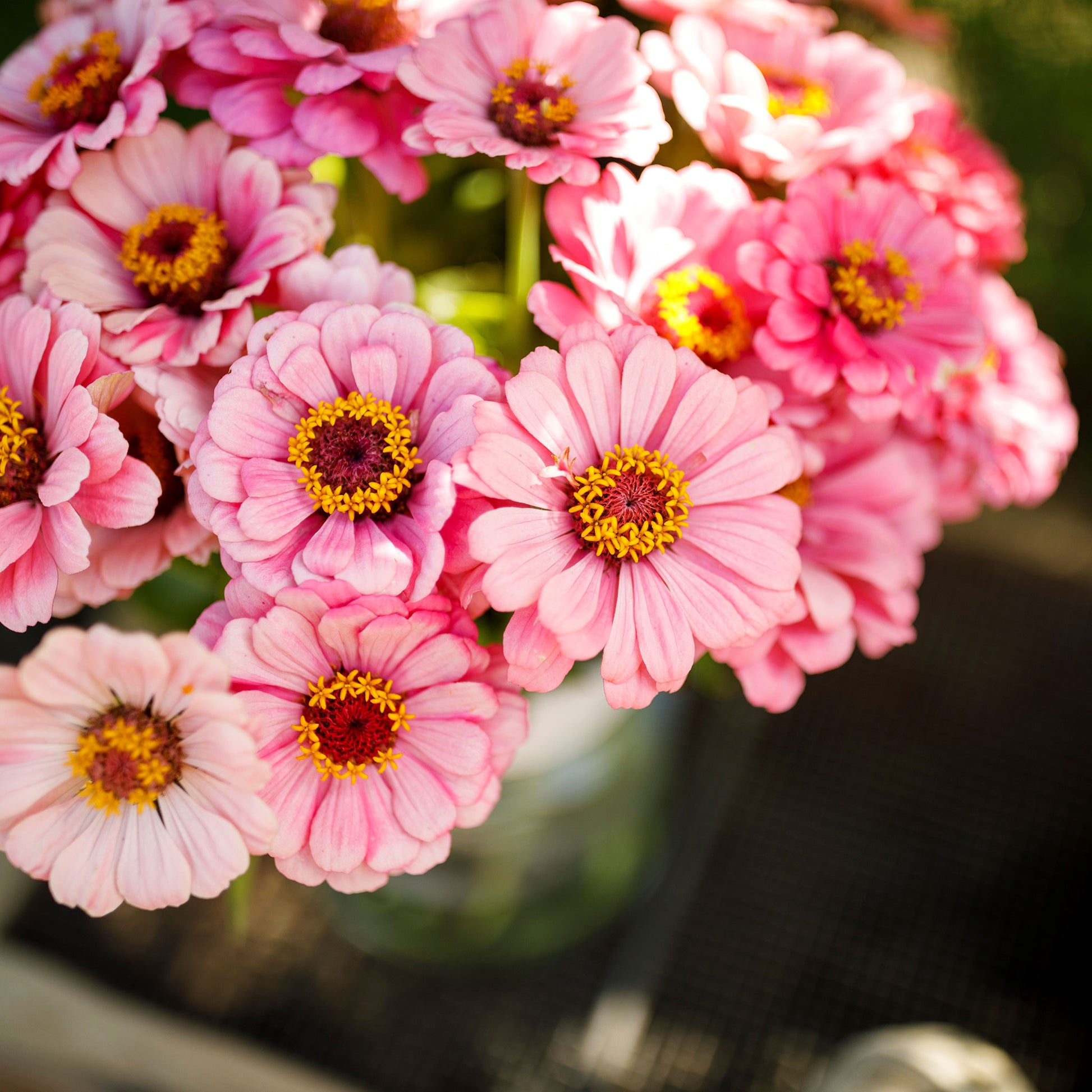 Cluster of deep pink zinnia exquisite flowers in full bloom on a garden background
