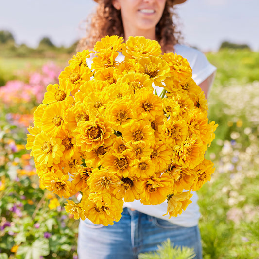 Cluster of vibrant yellow zinnia golden state flowers on a bright sunny garden backdrop