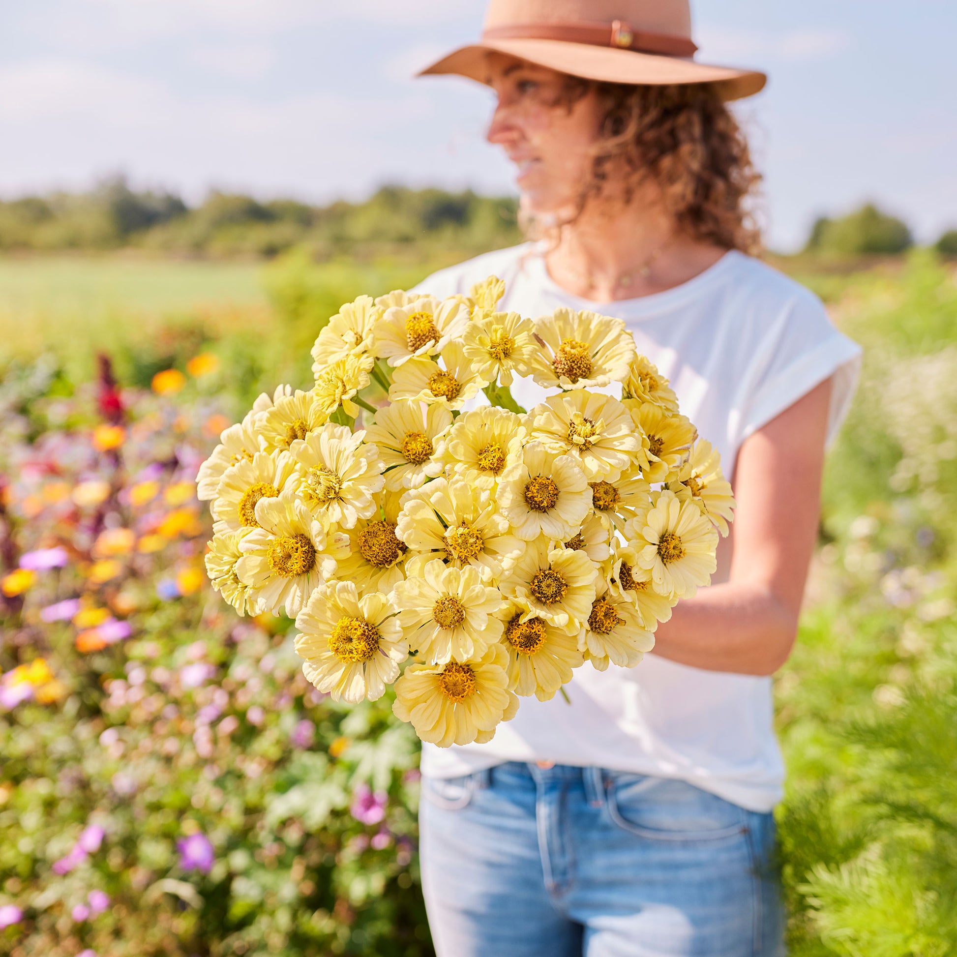 Pale yellow zinnia isabellina bloom with a delicate center on a green outdoor backdrop