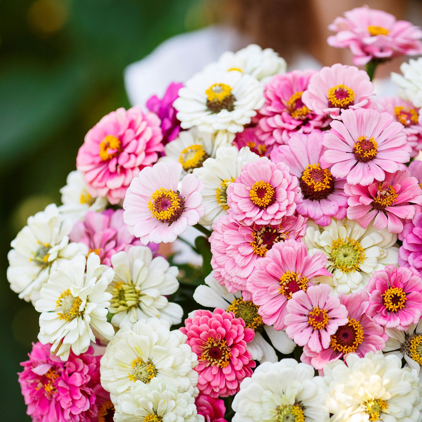 Pink mauve and cream zinnia romantic mix flowers on a natural garden green backdrop