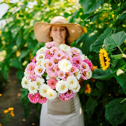 Pink and white zinnia romantic mix flowers in close-up on a natural garden backdrop