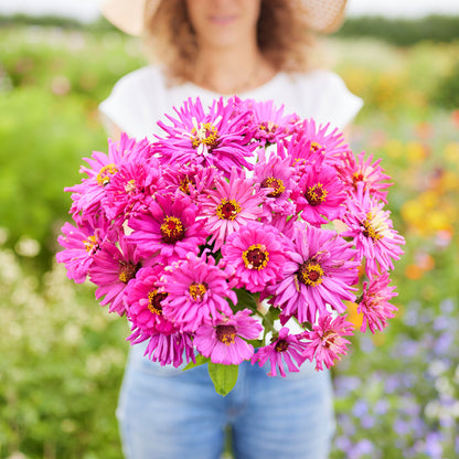 Vibrant lilac emperor super cactus zinnia flowers on a bright outdoor background