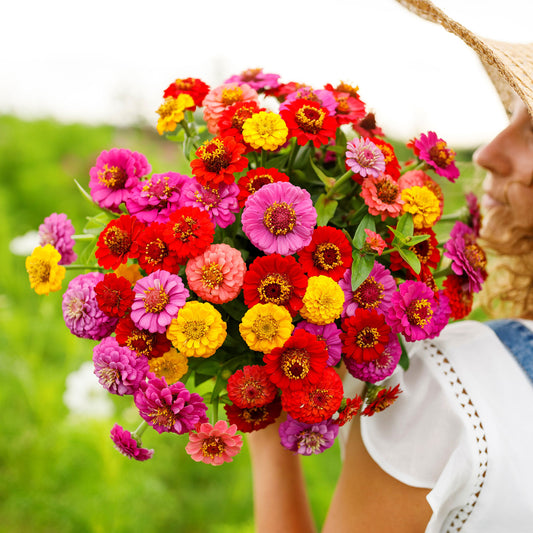 Mix of colorful dwarf zinnia lilliput flowers in pink and red on a green backdrop