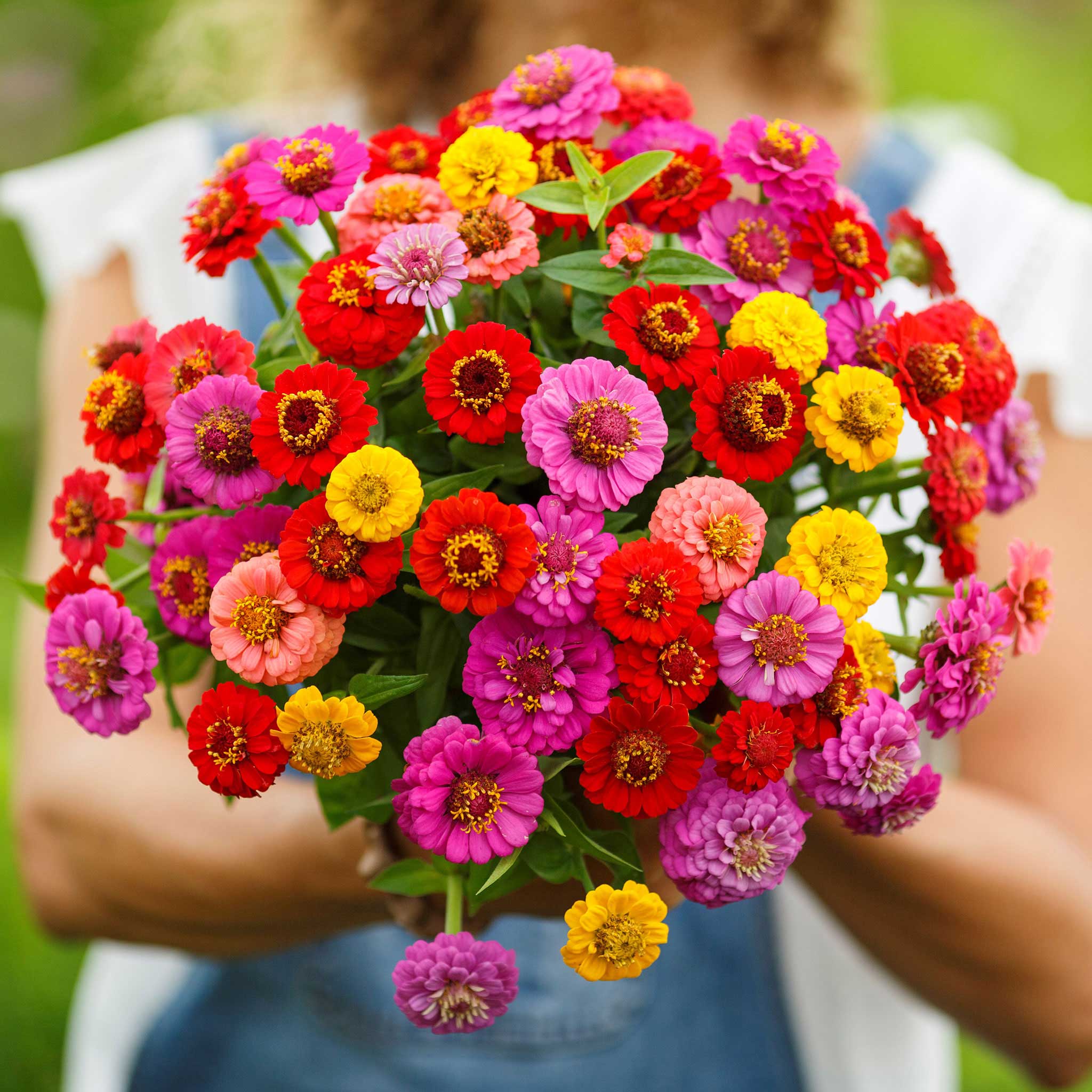 Numerous vibrant zinnia lilliput blooms in mixed colors on a light green background