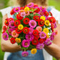 Numerous vibrant zinnia lilliput blooms in mixed colors on a light green background