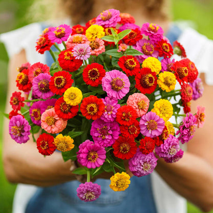 Numerous vibrant zinnia lilliput blooms in mixed colors on a light green background