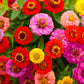 Close-up of small colorful zinnia lilliput flowers on a natural garden background