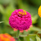 Small colorful zinnia lilliput blooms in soft tones on a blurred garden backdrop