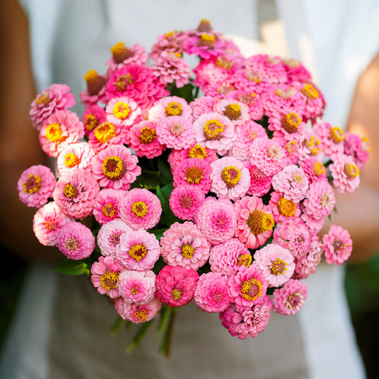 Pink dome-shaped rose lilliput zinnia flowers in close-up on a garden background