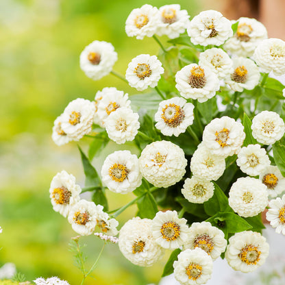 Delicate white lilliput zinnia flowers in close-up on a natural green backdrop