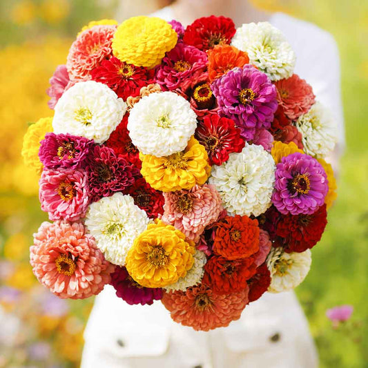 Colorful zinnia oklahoma mix flowers in pink red and orange on a garden backdrop