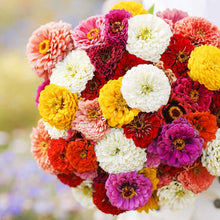 Mixed zinnia oklahoma mix blooms in warm colors on a bright natural garden backdrop