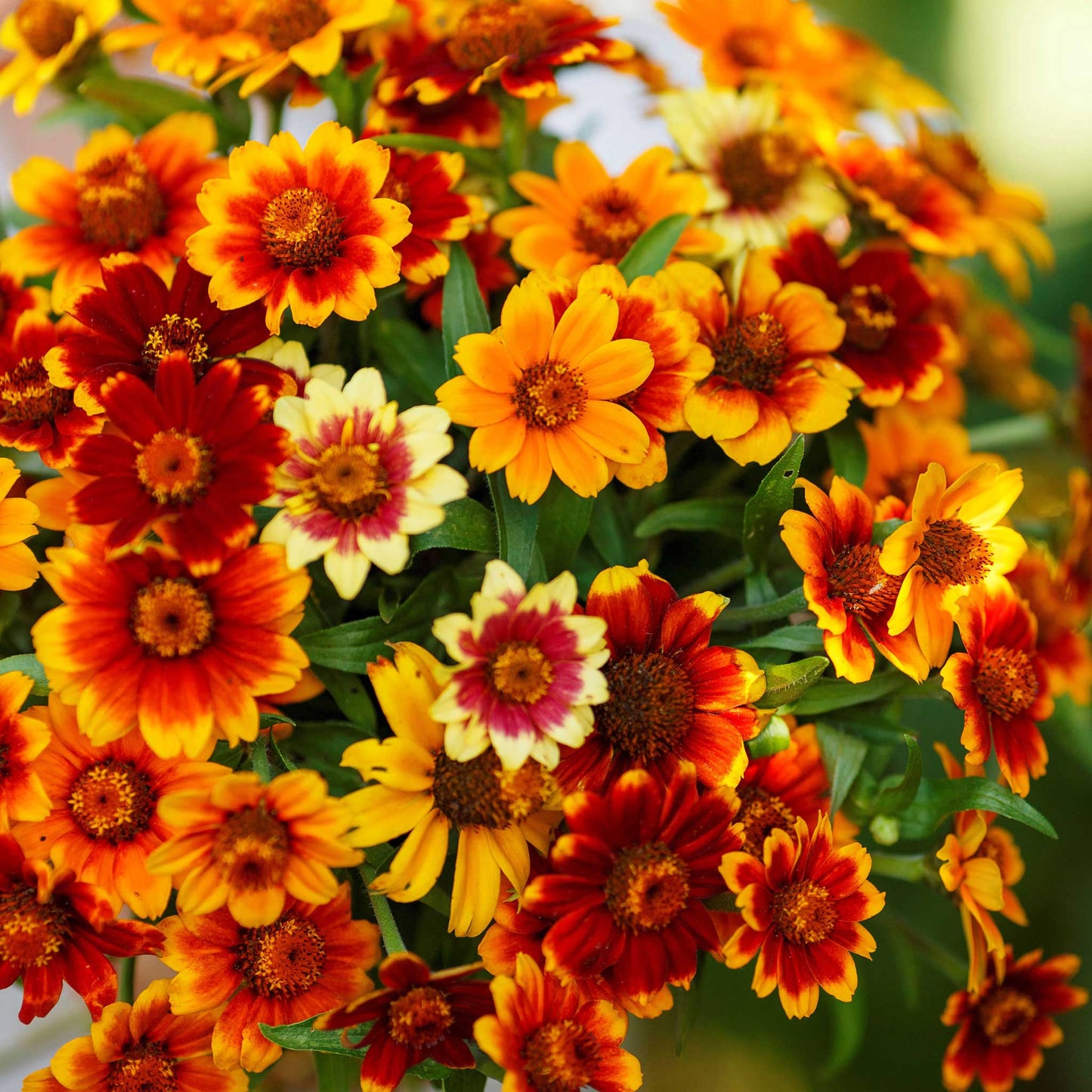 Vibrant bi-colored old mexico zinnia flowers in orange and red on a green backdrop