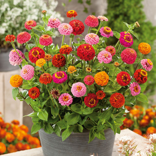 Organically grown dwarf organic zinnia thumbelina flowers on a garden backdrop