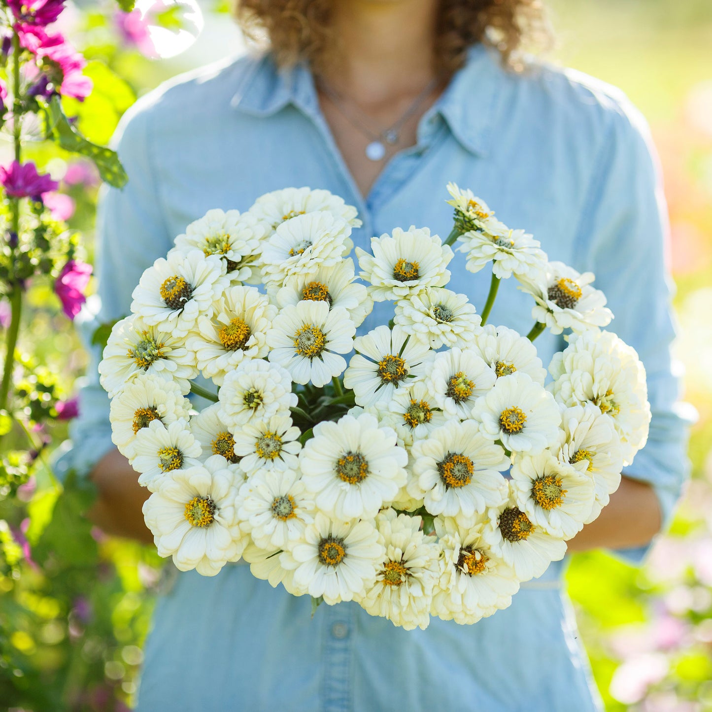 Fully bloomed white zinnia polar bear flower against a bright outdoor backdrop