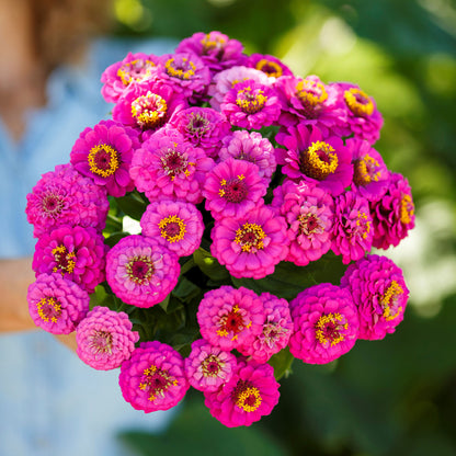 Close-up of vibrant purple zinnia pumila violet flowers on a natural garden backdrop