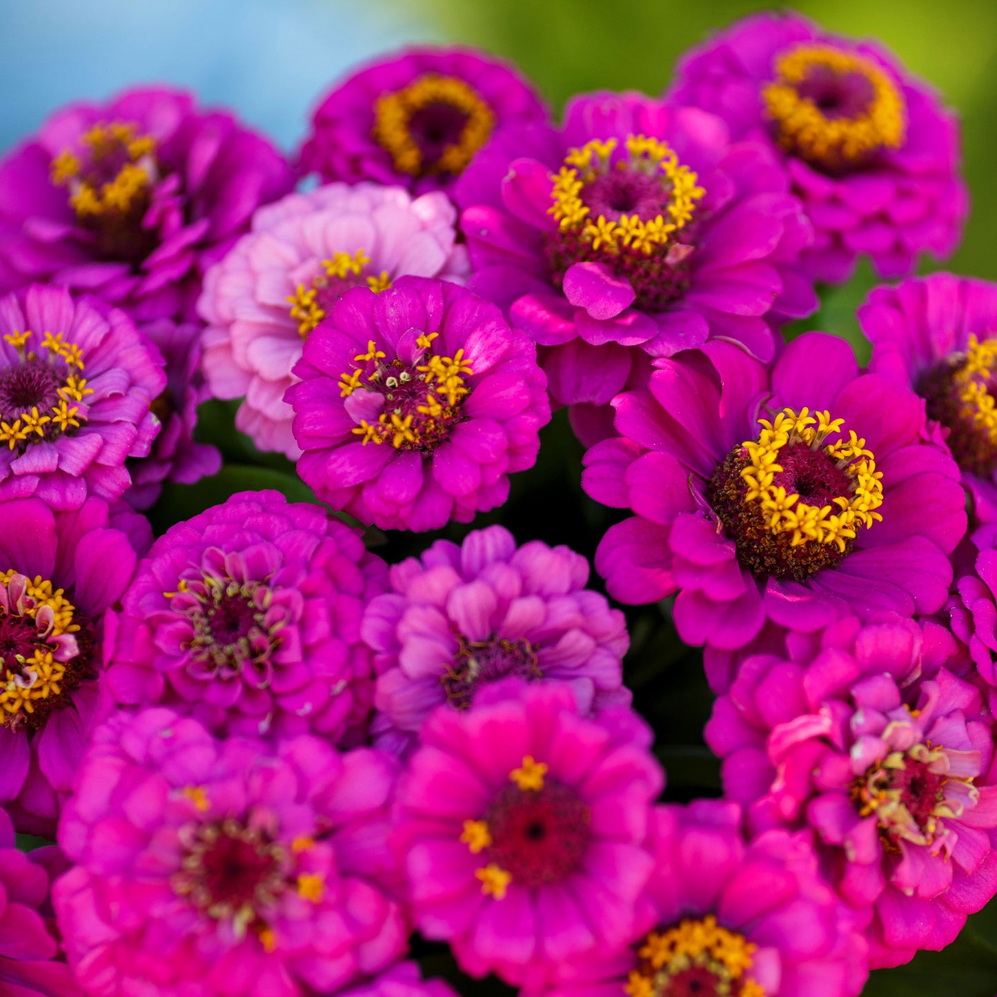 Vibrant pink-purple zinnia pumila violet flower in close-up on a garden backdrop
