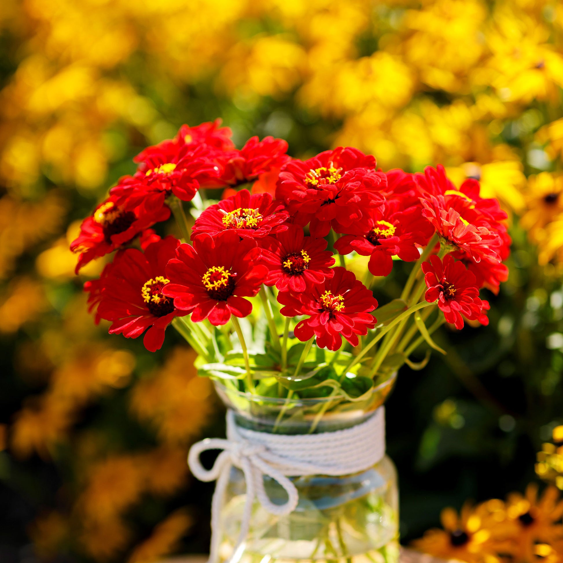 Cluster of zinnia scarlet flame flowers in deep red-violet tones on a green background