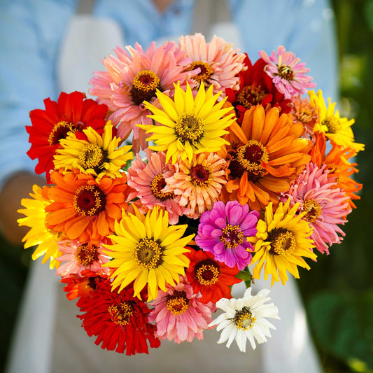 Vibrant super cactus mix zinnia flowers in bold colors on a garden backdrop