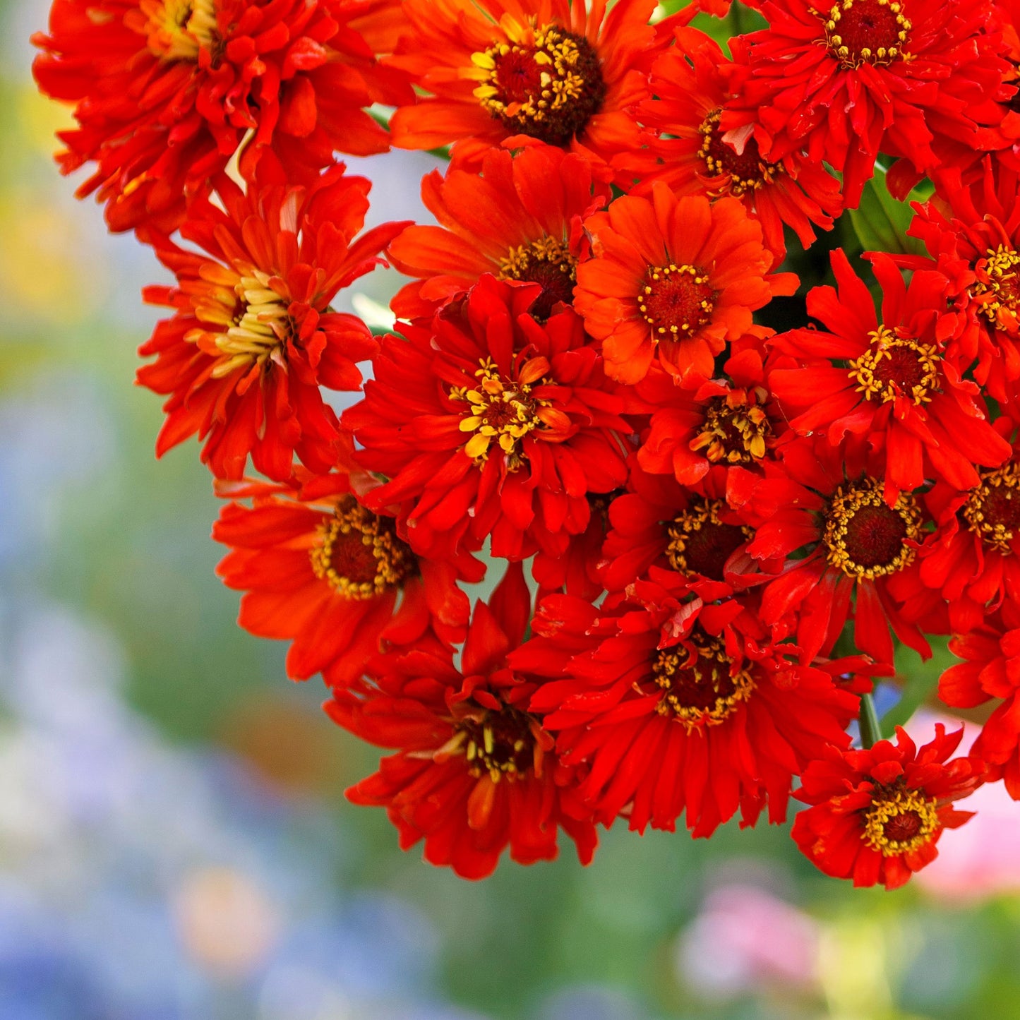Close-up of vibrant red redman super cactus zinnia on a natural garden backdrop