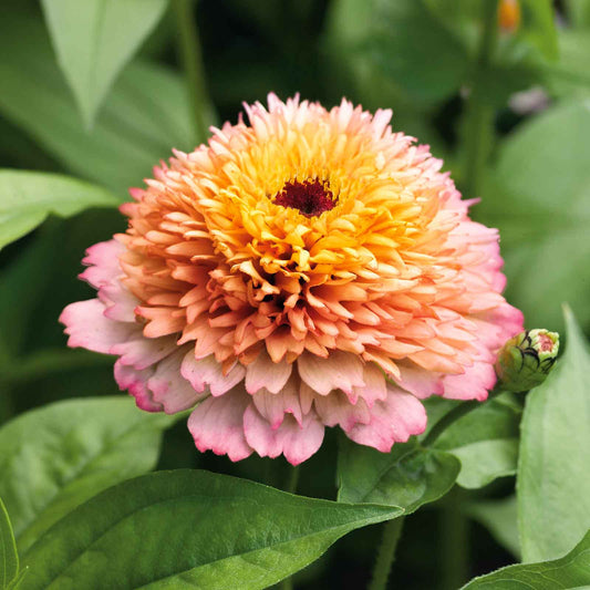 Pink and peach zinnia zinderella peach flowers on a natural outdoor garden backdrop